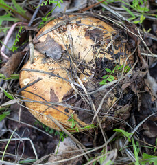 An edible mushroom grows in the grass in the forest.