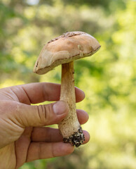 Edible boletus mushroom in hand in the forest.