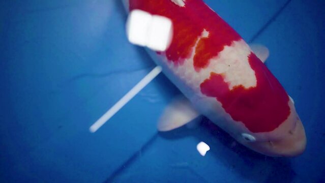 very beautiful and very big massive koi carp fishes in the garden pond for the fengshui and relaxing