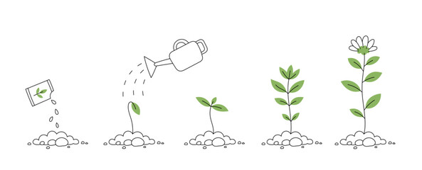 Flower plant growth stages. Seedling development stage. Vector editable infographic illustration. - obrazy, fototapety, plakaty