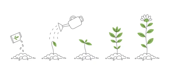Foto op Canvas Flower plant growth stages. Seedling development stage. Vector editable infographic illustration. © ilyakalinin