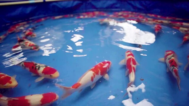 very beautiful and very big massive koi carp fishes in the garden pond for the fengshui and relaxing