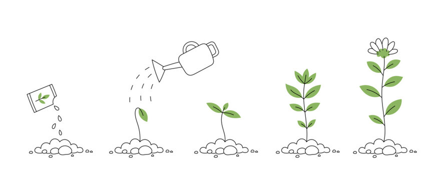 Flower Plant Growth Stages. Seedling Development Stage. Vector Editable Infographic Illustration.