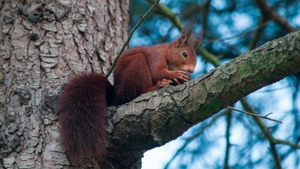red squirrel eating a nut on top of a tree with blue sky background at autumn © Adrian Iglesias