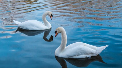 two white swans on the lake of natural park