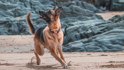 german shepherd dog running and playing to catch a tennis ball at the beach