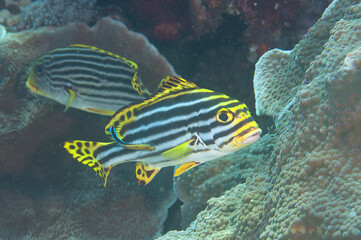 Close-up of a Oriental sweetlips, Indian Ocean oriental sweetlips or  oriental blubberlips over...