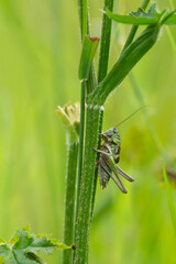 Male wart-biter, Decticus verrucivorus on stem