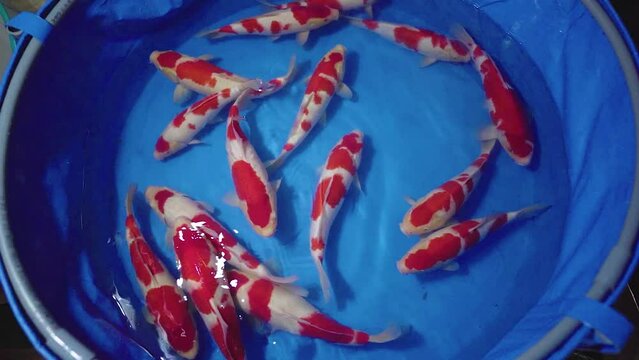 very beautiful and very big massive koi carp fishes in the garden pond for the fengshui and relaxing