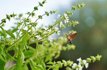 ladybird on a green leaf paillon et fleurs blanches de basilic