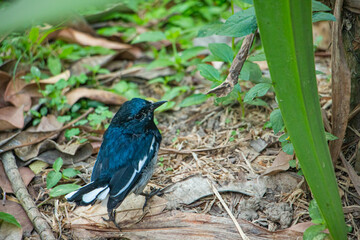 magpie robin in a jungle