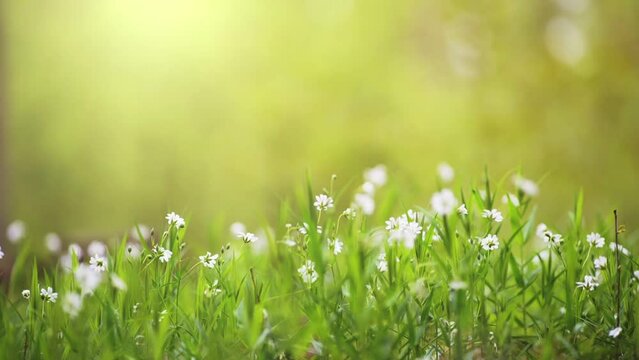 Slow motion shot of white flowers in green grass in sunny day. Spring nature concept. Small white spring flowers in the wood. Green background with space for text