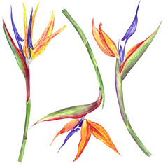 watercolor illustration flower strelitzia set