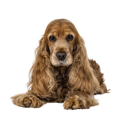 Handsome brown senior Cocker Spaniel dog, laying down facing front. Head up. Looking towards...