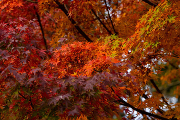 Autumn leaves 2