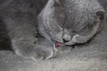 A British gray cat washes itself with a rough tongue.