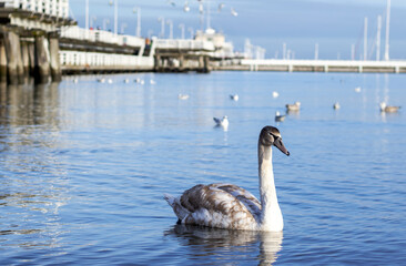 Young swan  on the lake