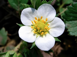 White strawberry flower.