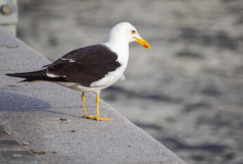 seagull on the beach