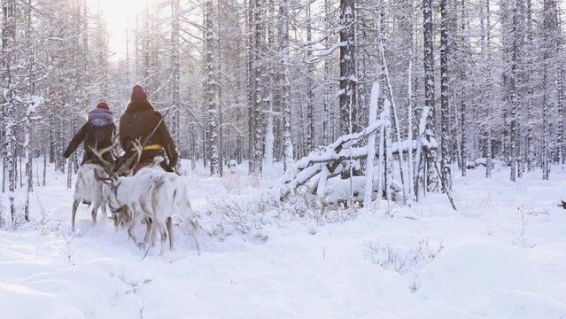 Mongolian Reindeer in Taica Bioecology at Khovsgol, Mongolia.It is a province in northwest Mongolia next to Russia's Siberia.