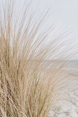 Fototapeta premium Sand dunes with beach grass. Grass on the beach