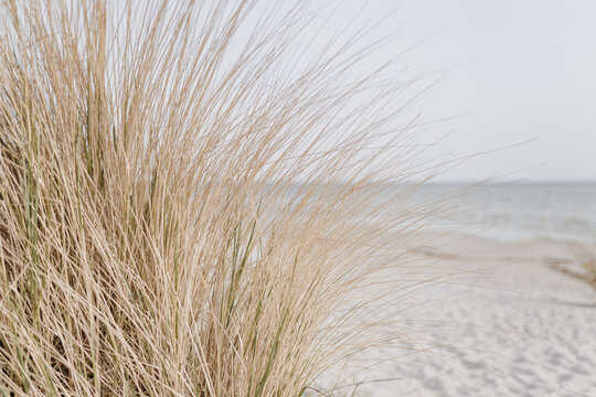 Beach scene with grasses in a sand dune