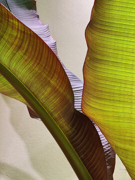 Closeup of green exotic tropical palm leaves. Summer nature background