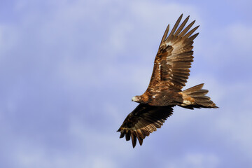 Wedge-tailed Eagle (Aquila audax) in flight against a blue sky. Bogangar, NSW, Australia.