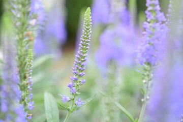 Błękitne kwiaty w ogrodzie