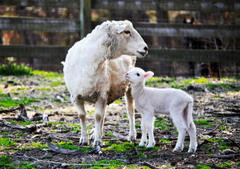 Mother and Baby Lambs