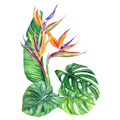 
watercolor illustration flower strelitzia