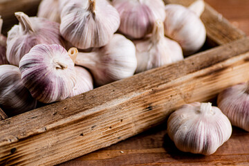 Fragrant garlic on a wooden tray. 
