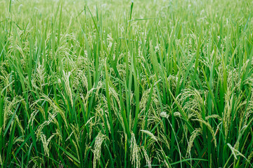 Close-up shot of green or unripe rice or paddy in the field