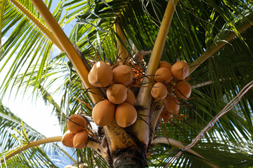 Fresh Yellowish or Ivory Coconut, coconut cluster on a coconut palm tree with a clear blue sky as a background
