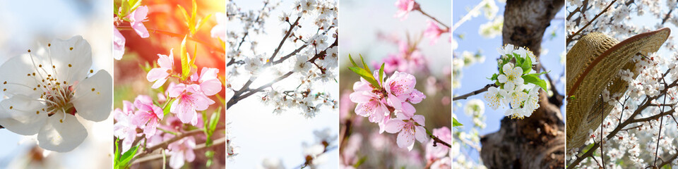 Fototapeta na wymiar Collage of the panoramic photos of the different spring flowers and blossoming tree, spring and summer weather. Banner