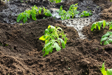 Seedlings of young tomatoes in containers prepared for planting in a greenhouse. Planting material
