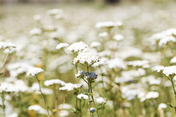 Yarrow Achillea blooms in the wild among grasses. Medical herb. Beautiful field of white wild flowers © Alwih