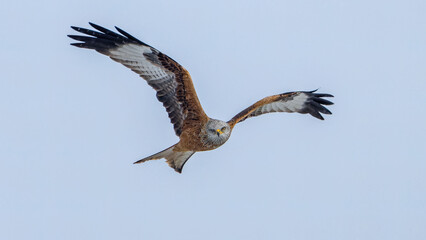 Rotmilan im Flug