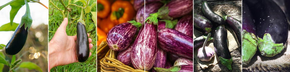Set of eggplant, popular farmers, banner background, collage. Healthy and organic food concept. Wide panorama photo.