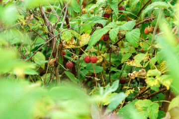 Organic raspberry close-up. New harvest in summer on a raspberry bush. Selective focus