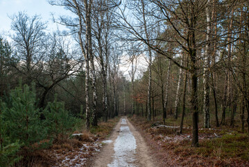 Wood in winter
