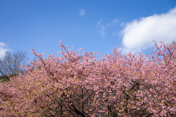 満開の桜