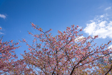 満開の桜