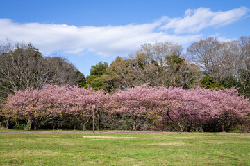 満開の桜