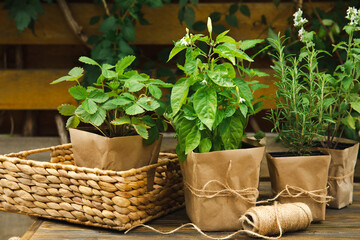 Different aromatic potted herbs on a blurred green background. Spices and herbs in a vase. Rosemary, strawberry, pepper and mint planted in pots.