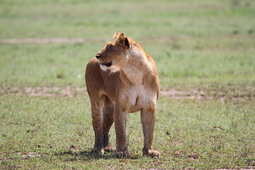Fototapeta na wymiar Lioness breathless after an unsucessful chase of a warthog
