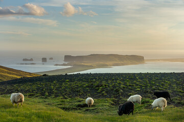 Sheeps on a hill and Dyrholaey in the background, Iceland