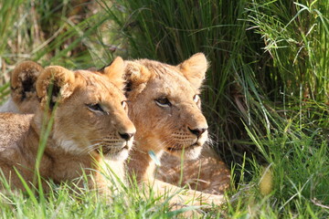 Fototapeta na wymiar Portrait of two lion cubs resting in green grass, both looking right