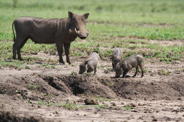 Common warthog and three piglets near a mud waterhole