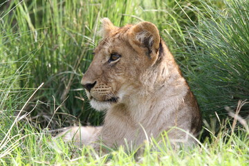 Fototapeta na wymiar Portrait of an alert lioness resting on green grass and looking left